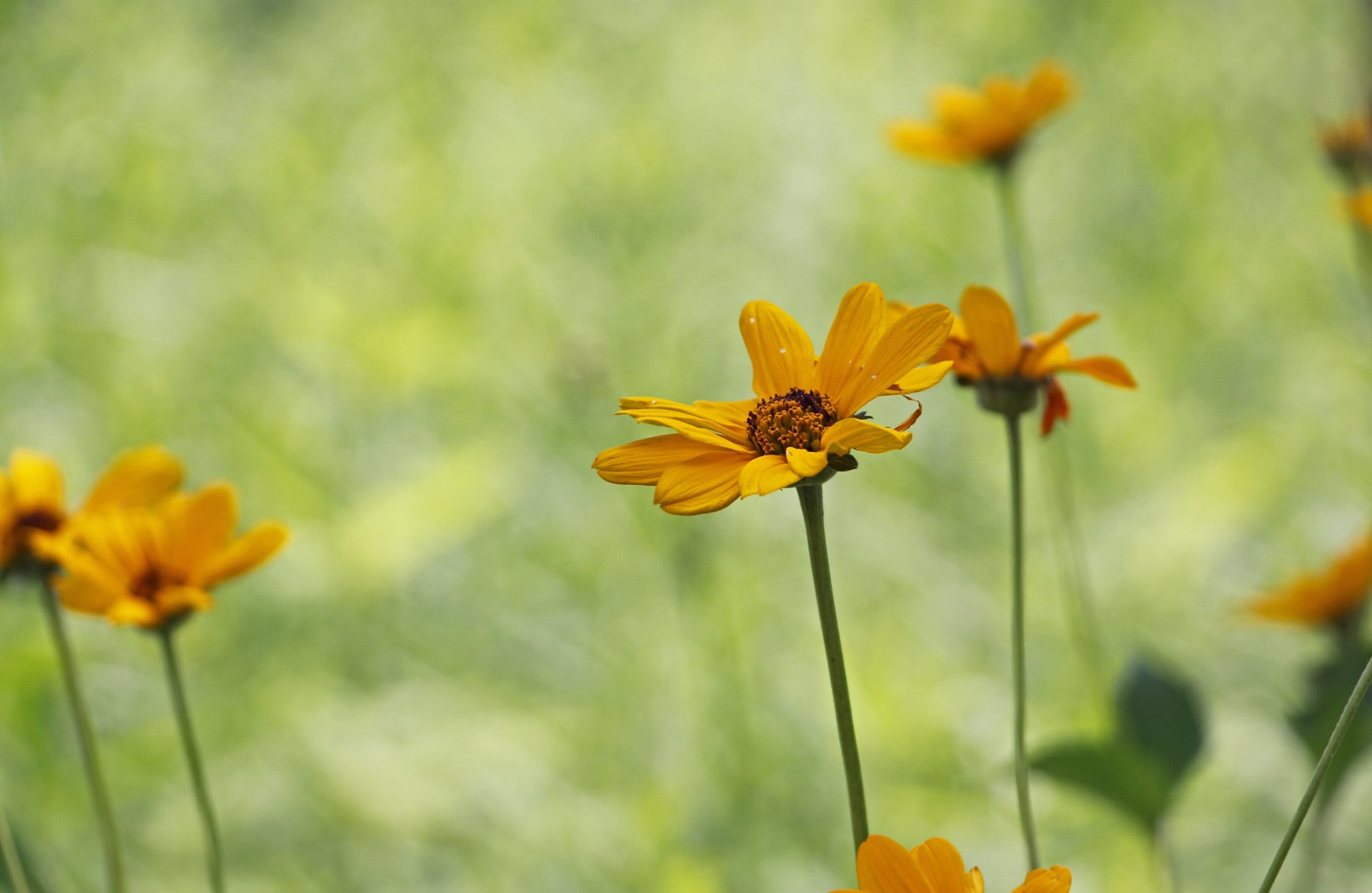 close-up of yellow daisy wildflowers
